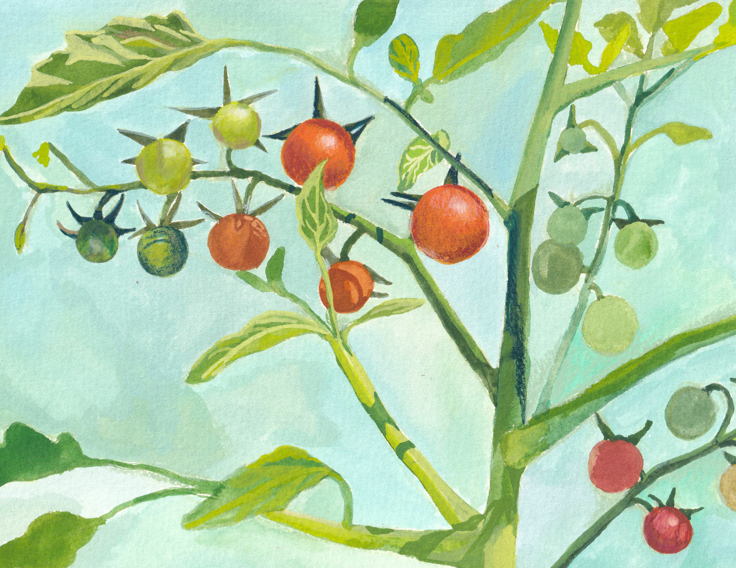 Cherry Tomatoes Print