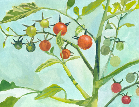 Cherry Tomatoes Print